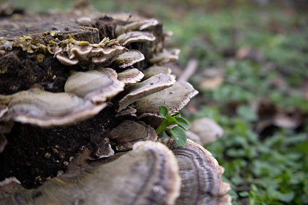 Mushrooms can be seen growing on an old tree stump in a forest. Small green plants surround the stump, and the scene is set on a cloudy day.