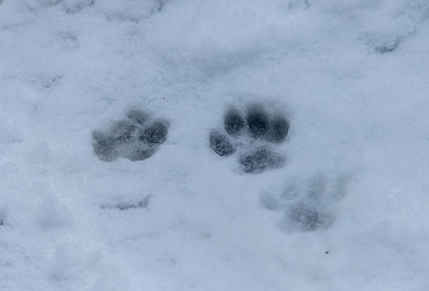 Maine Coon cat footprints in the snow