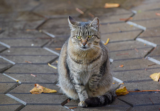 Side view of grey cat standing on field