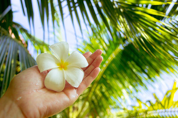 Frangipani flowers in Saint Paul's cemetery, laying on a tombstone in Reunion Island.