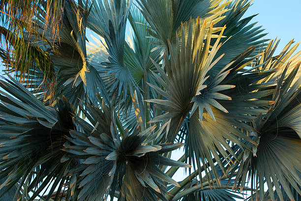 abstract palm leaf textures on dark blue tone, natural green background
