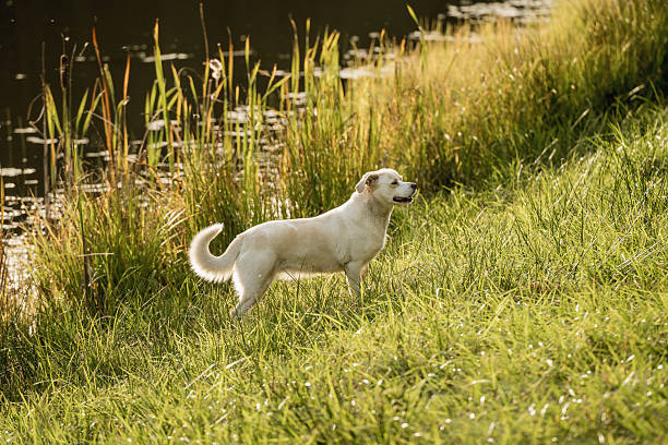 Happy mixed breed dog with Labrador type appearance walking and relaxing outdoors near a lake. Peaceful nature setting with grass, water and forest background. Concept of active lifestyle with dog, pet companionship, outdoor recreation and calm time in nature.
