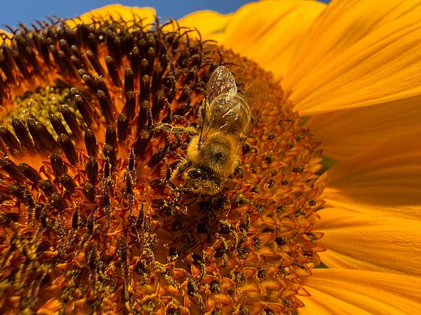 Sunflower with honey bee close up.