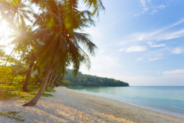 Palm trees stand on the shore as the sun sets over the water and sky, creating a warm scene.