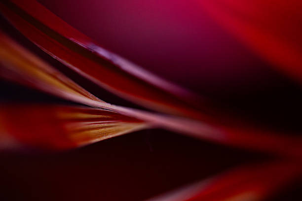 Red background of gerbera flower. Macro photography, close-Up