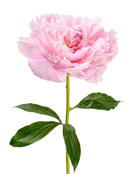 istock Peony flower isolated. Peony flower bud on white background. 2256403349