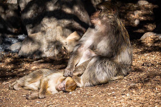 monkey mother and her baby in the tree