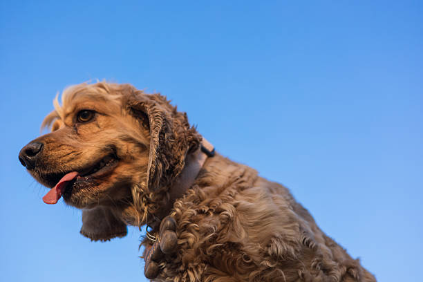 A brown cocker spaniel with curly fur sits against a clear blue sky. The dog has a happy expression and its tongue is out, showcasing its playful nature.