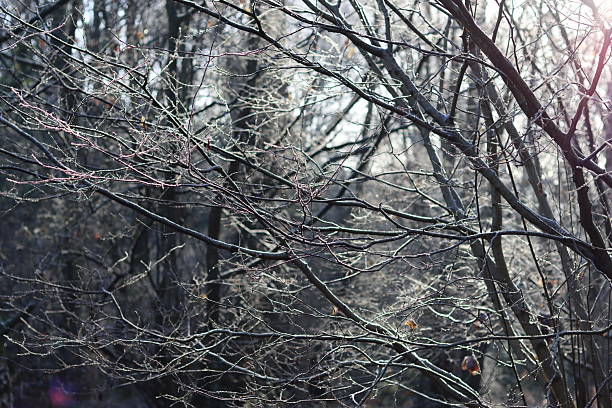 Bare trees in a woodland in winter