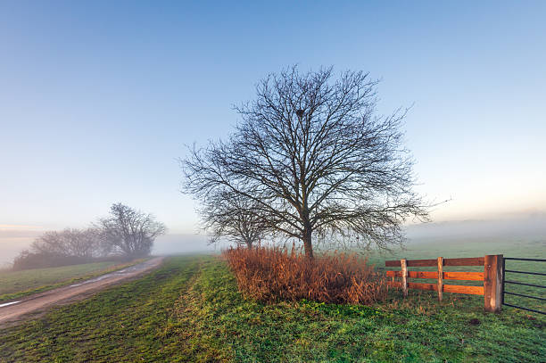 A Dutch polder landscape on a misty winter morning. The trees are bare and the reeds have faded. A sandy path winds through the landscape.