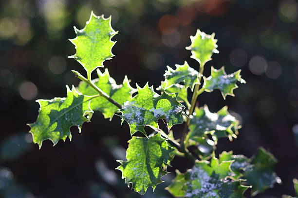 Green leaf with water drops