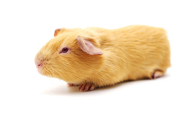 A small guinea pig is resting on a white surface. The animal has a light brown coat and appears calm while enjoying a peaceful moment in the afternoon light.