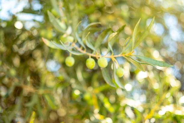 Sunlit Green olives ripening on tree branches under sunlight, harvesting olive oil production, fresh Mediterranean fruit, natural healthy farming, sunlight, organic agriculture, seasonal harvest
