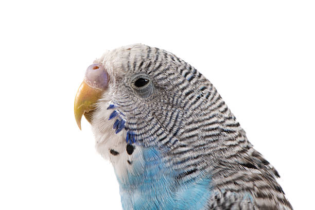 Cute Little Yellow Budgerigar