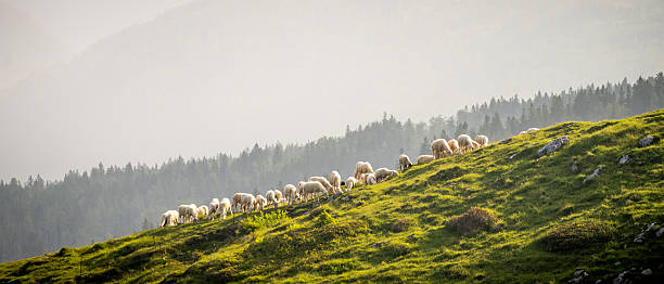 A bunch of sheep are standing in the grass together at the same time