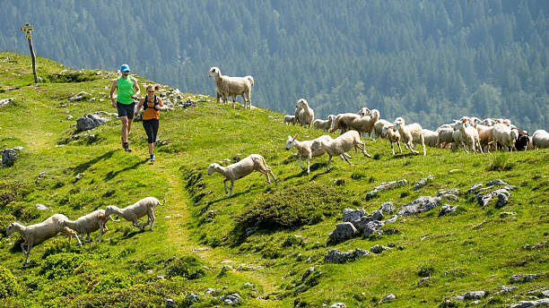 Mature couple enjoying a vibrant trail run on a lush mountain path surrounded by a flock of sheep, showcasing a lively outdoor adventure in nature.