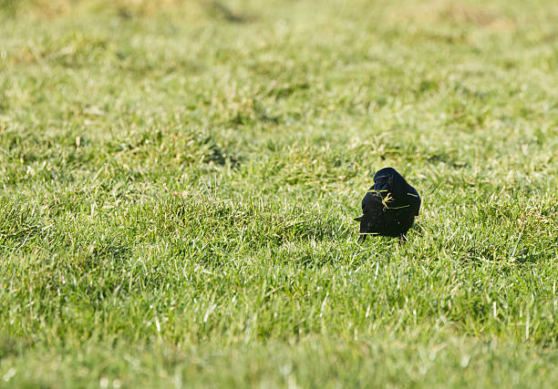 A solitary Corvus corone, commonly known as the carrion crow, is seen walking in the grass at the Jardin des Tuileries in central Paris. This intelligent corvid species is a frequent inhabitant of urban green spaces across Europe.