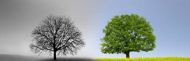 istock Altered tree in climate change in a landscape 2256417760