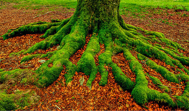 Green mossy root of an old tree trunk