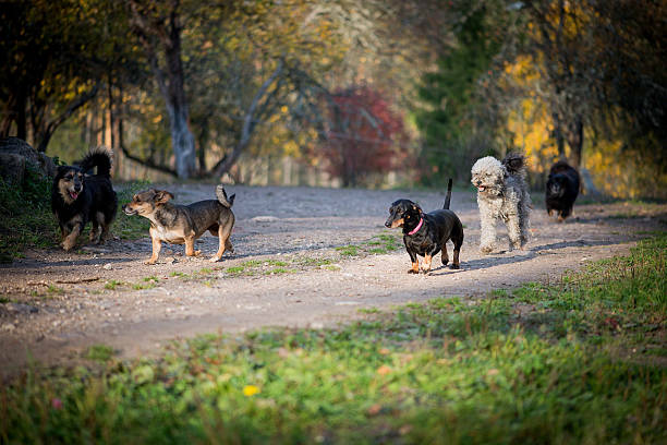 Horizontal image showing several dogs walking and running along a rural path. Warm autumn light highlights playful movement companionship and outdoor lifestyle.