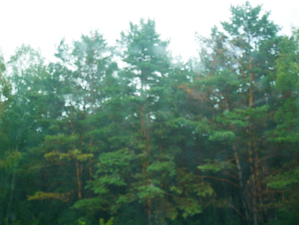 Blurred forest landscape with green trees and clear sky. Abstract natural background with soft focus for calm and peace concept.