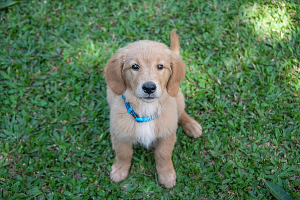 Two-month-old golden retriever puppy photographed outdoors. Young purebred retriever dog with soft golden fur captured during early puppyhood, showing natural movement, curiosity, and development in a clean outdoor setting.
