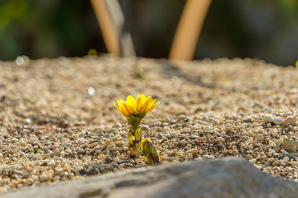 A lone yellow Fukujuso flower stands beautifully in a vast sandy area, highlighting a minimalist and peaceful spring scene.