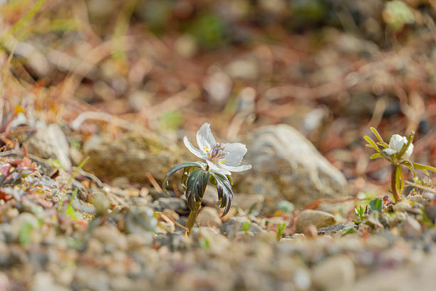 A close-up shot of a white Setsubunso (Eranthis pinnatifida) flower emerging from the stony ground, signaling the arrival of spring in Japan.