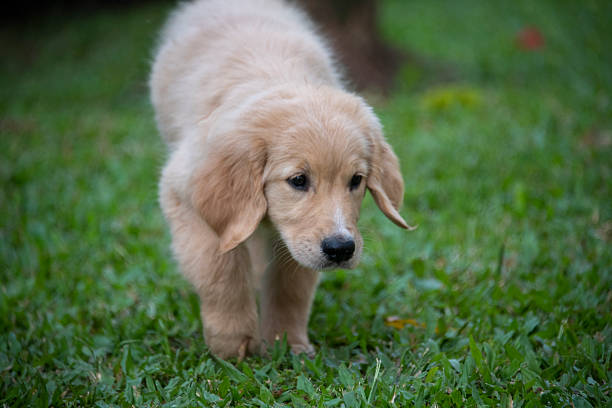 Two-month-old golden retriever puppy photographed outdoors. Young purebred retriever dog with soft golden fur captured during early puppyhood, showing natural movement, curiosity, and development in a clean outdoor setting.