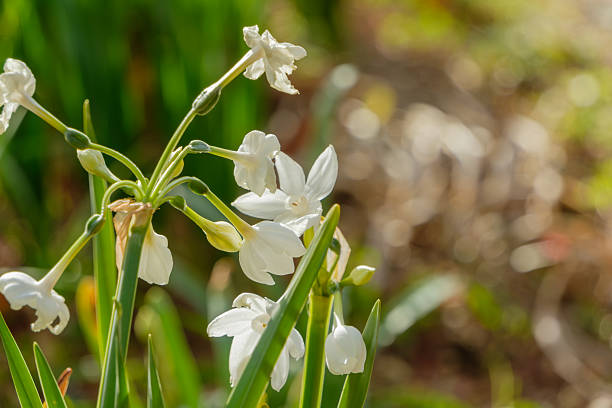 Beautiful white narcissus flowers blooming in a garden with a spacious, blurred background ideal for text.