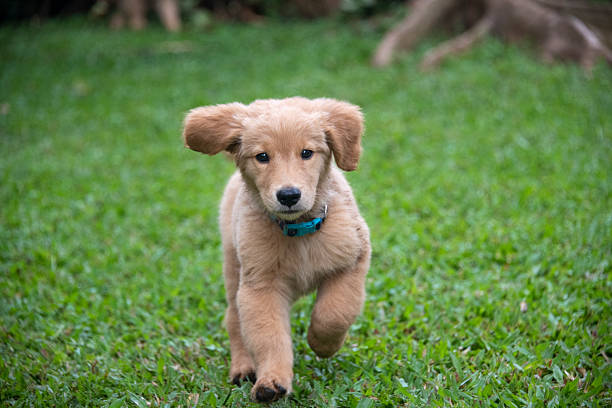 Two-month-old golden retriever puppy photographed outdoors. Young purebred retriever dog with soft golden fur captured during early puppyhood, showing natural movement, curiosity, and development in a clean outdoor setting.