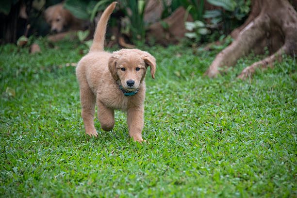 Two-month-old golden retriever puppy photographed outdoors. Young purebred retriever dog with soft golden fur captured during early puppyhood, showing natural movement, curiosity, and development in a clean outdoor setting.