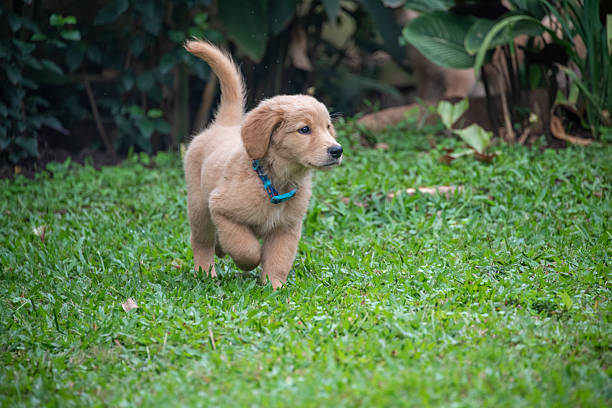 Two-month-old golden retriever puppy photographed outdoors. Young purebred retriever dog with soft golden fur captured during early puppyhood, showing natural movement, curiosity, and development in a clean outdoor setting.