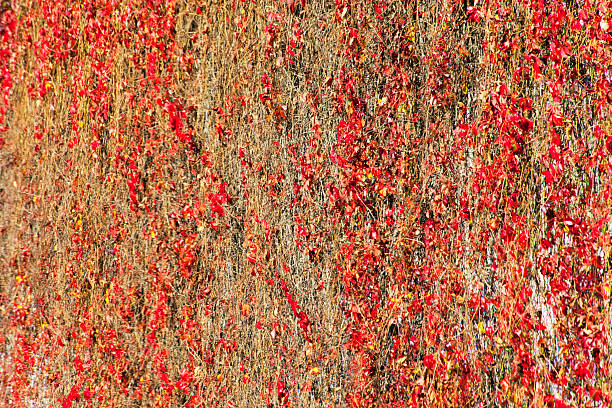 Red ivy leaves covering wall, sunny autumn time in Galicia, Spain.
