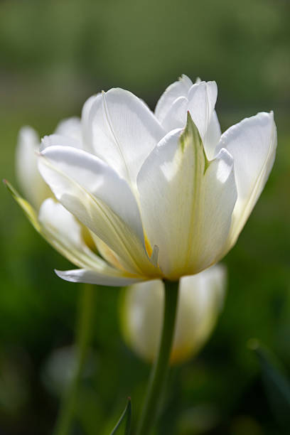 Exotic Emperor semi double white tulip with green flame in soft sunlight, elegant spring floral background with copy space for branding, greeting card, wedding invitation, banner template.