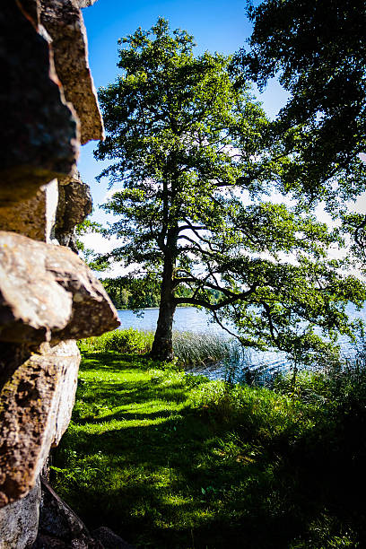 A stone wall and a huge tree at a lake