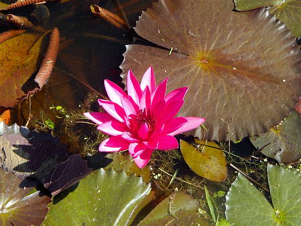 A vibrant pink water lily flower and its leaves floating on water at the Nariva Swamp, Trinidad and Tobago.