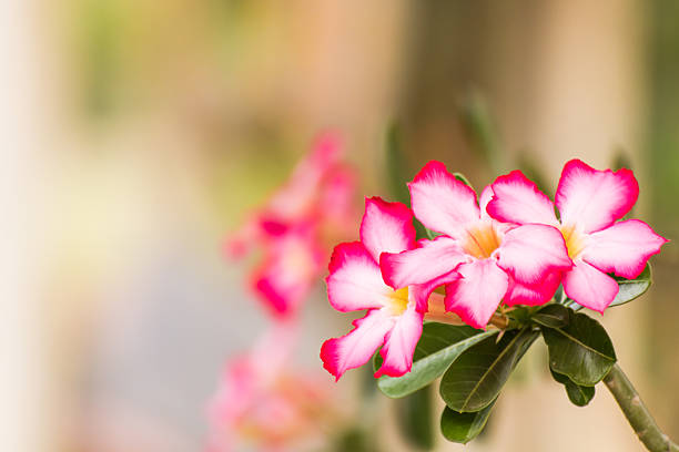 A red Adenium flower in full bloom in the morning