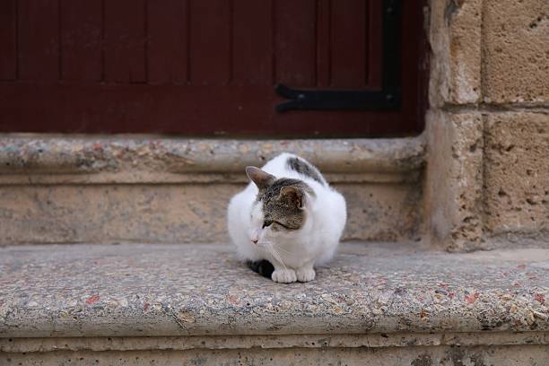 City cat in El Jadida town, Morocco. Moroccan landmark - former Portuguese colony town, listed as UNESCO World Heritage site.