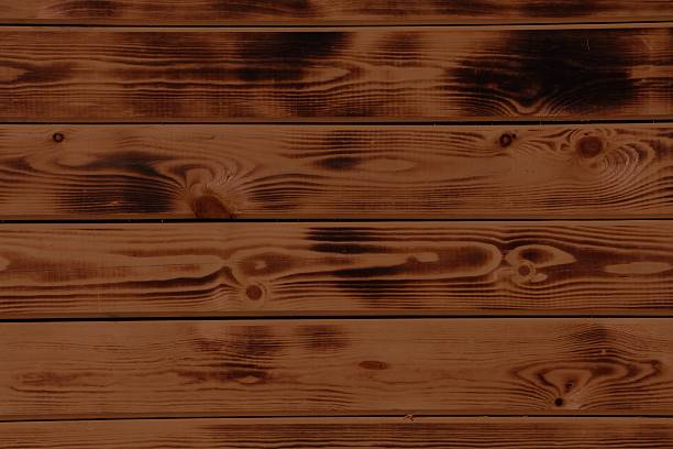 Cross-section of a tree