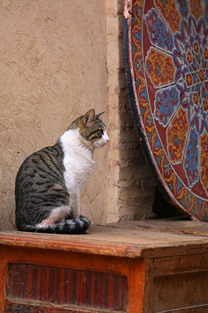 Street cats of Marrakech, Morocco. Local domestic tabby white cat sitting on a table.