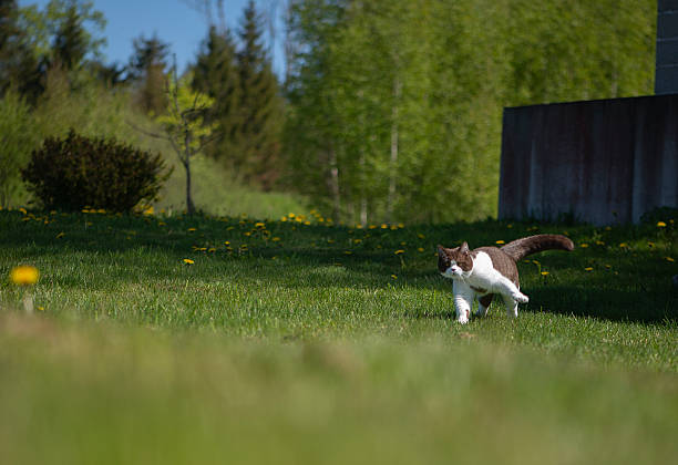 British shorthair  cat performs morning exercises in summer garden