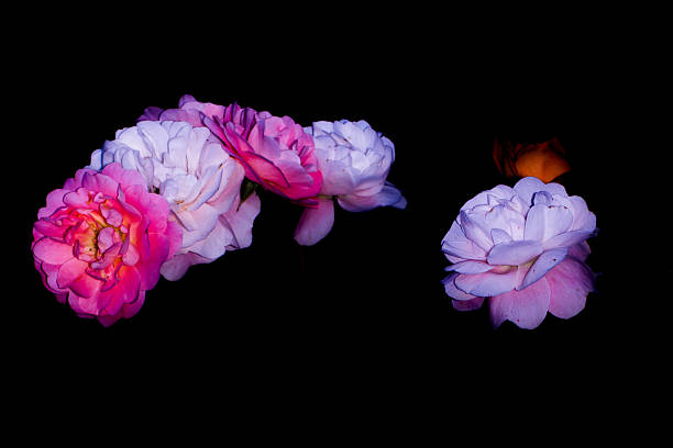 Pink rose Isolated on Black background