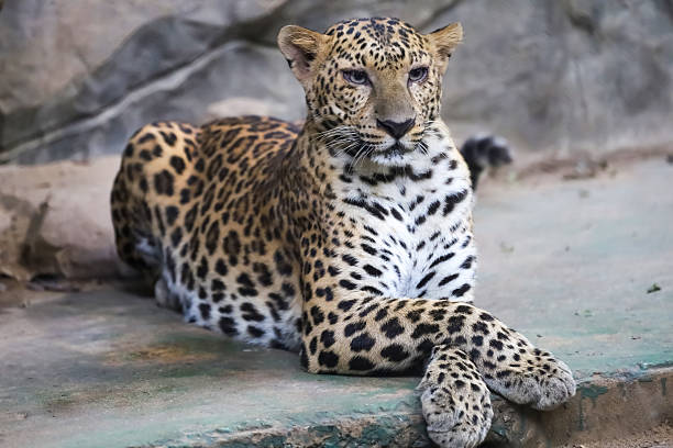 Spotted Jaguar