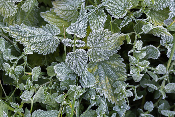 Top view of green nettle plants covered with white frost crystals on a cold early morning, creating a textured natural winter background of frozen leaves.