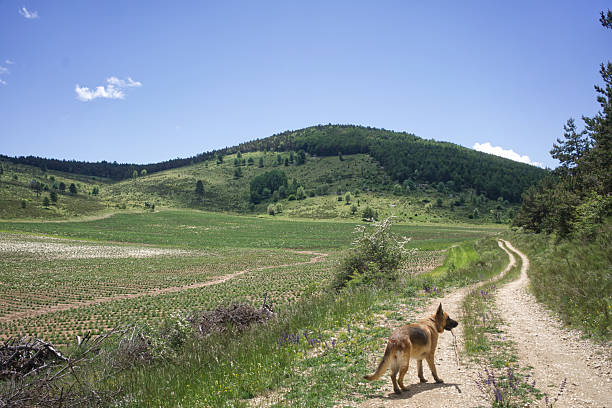 istock Dog with stick, landscape 2256435228
