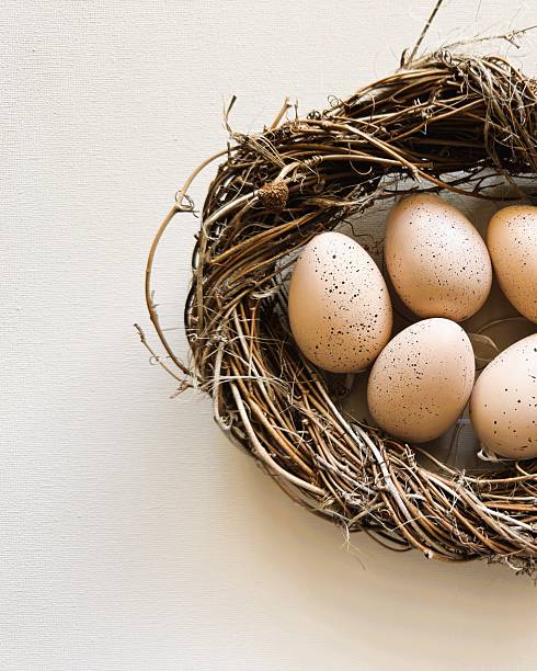 Fragile brown speckled eggs in a nest for Easter (Ostern). Perfect for eco-friendly product ads and organic farming themes.