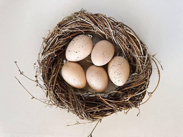 Symmetrical view of brown eggs in a nest for Easter (Ostern). Catalog icons and e-commerce product listings.