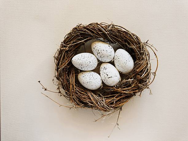 Traditional scene with white eggs in a nest for Easter (Ostern). Use for cultural articles and religious holiday materials.