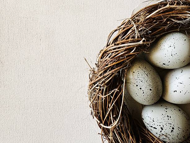 Close-up of grey eggs in a nest for Easter (Ostern). Ideal for botanical illustrations and art prints.